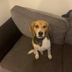 Bertie Riley - @bertie4beagle - Instagram