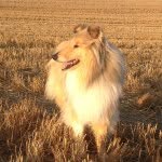 Bertie Riley - @bertie_the_collie - Instagram