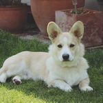Bertie Robinson - @bertie763 - Instagram