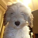 Bertie Robinson - @_bertie.robinson_ - Instagram