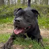 Bertie Rodgers The Staffie - @bertie.rodgers.th - TikTok