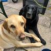 Bixby and Bertie Rogers - @bixandbertrogers - TikTok