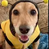 bertieromaniarescuefpage - @bertieromaniarescuefpage - TikTok