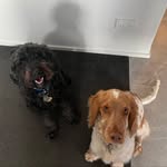 BERTIE & MAISIE-ROSE - @bertieandmaisie - Instagram