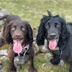 @bertie_and_rose - Instagram