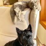 Bertie And Rose - @bertie_and_rose_ - Instagram