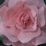 Bertie Rose - @lovebertierose - Instagram