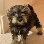 Sir Walter Bertie Rose - @sirwalterrose - Instagram