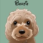 Bertie Ross - @bertie.cavapoo - Instagram