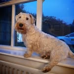 Albert Winston Hall - @mr_bertie_sealyham - Instagram