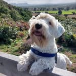 Bertie “Buttons” - @bertie_buttons_sealyhamterrier - Instagram