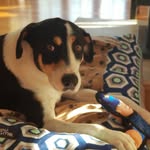 Bertie, Lola & Seal Best Mates - @doggydoosaus - Instagram