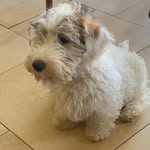@bertie_sealyham - Instagram