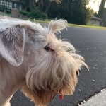 @bertie_the_sealy - Instagram