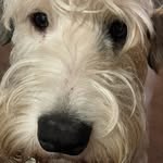 @bertiethesealyham - Instagram