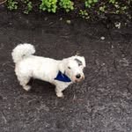 Debbie - @bertieboysealyham - Instagram