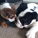 Bertie and Wilson Bateman - @thebulldogbrothers2 - Instagram