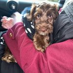 Bertie - @bertiewilsonthecockapoo - Instagram