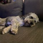 Bertie boooboooo wilson - @bertie_wilson_20 - Instagram