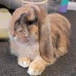 Bertie Wilson - @bertie.the.rabbit - Instagram