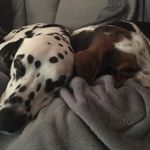 Wilson And Bertie - @wi_lso.n___bertie - Instagram