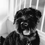 Bertie Wright - @bertie.loves.pandas - Instagram