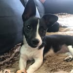Bertie Wright - @bertietheturdy - Instagram