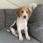 Bertie Wright - @bertie.thebeagle_ - Instagram