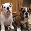 Sherman & Bertram - @brothers12222 - TikTok