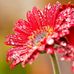 Beryl Fleming - Facebook