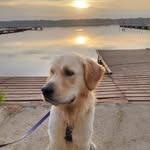 Beryl Golden Retriver - @beryl_goldenboy - Instagram