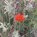 Beryl Hall-Campbell - Facebook
