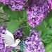 Beryl Lee - Facebook