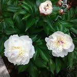 Beryl Mottershead - @berylmottershead - Instagram