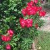 Beryl Murphy - Facebook