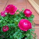 Beryl Roberts - @berylroberts781 - Instagram
