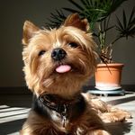 Béryl the yorkie - @beryl_the_yorkie - Instagram