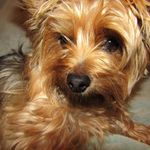 Lady Beryl - @lady_beryl_yorkie - Instagram