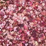 Bess Nolan-Cook - @bess_nc - Instagram