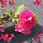 Bess Quiller - Facebook