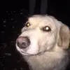 bessie_and_casper2 - @bessie_and_casper1 - TikTok