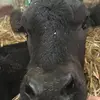 Me - @beth.abbey_ - TikTok