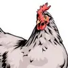 Chick - @bethainsworth - TikTok