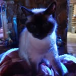 Beth Barton - @piedmontcatlady - Instagram