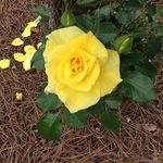 Betty  Baucom - @yonave4851 - Instagram