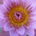 Beth Bauerle - Facebook