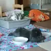 Bunny Bays - @bethbays - TikTok