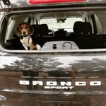 Bea & Hunter - @bea_beagle_beth - Instagram