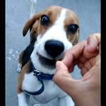 Beagle Beth - @beagle_beth22 - Instagram