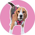Beth 🐶👑 - @beagle.beth - Instagram
